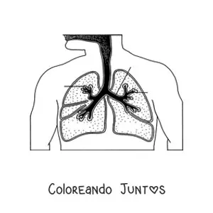 Imagen para colorear del sistema respiratorio con flechas que señalan sus partes