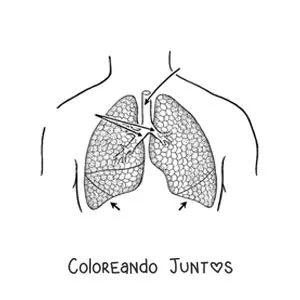 Pulmones y sus partes