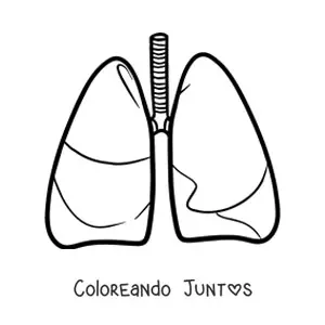 Pulmones humanos