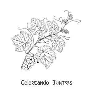Imagen para colorear de una vid frondosa