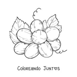 Imagen para colorear de un racimo de uvas desde abajo