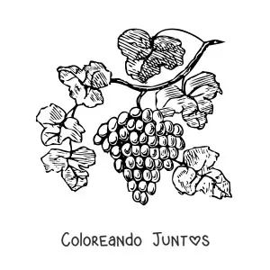 Imagen para colorear de unas uvas en una vid con hojas
