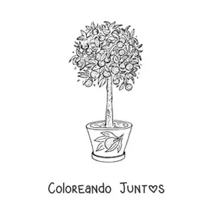 Imagen para colorear de un limonero en una maceta