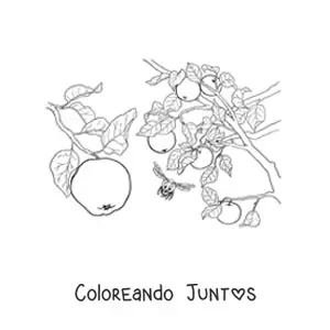 Manzano