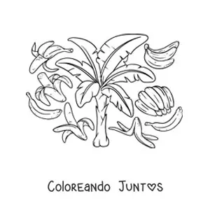 Imagen para colorear de varias bananas y un bananero