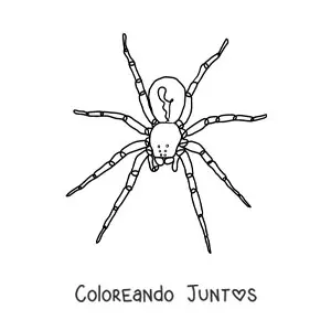 Imagen para colorear de araña de Halloween fácil
