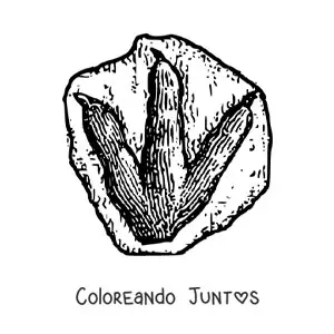 Imagen para colorear de huella de un dinosaurio