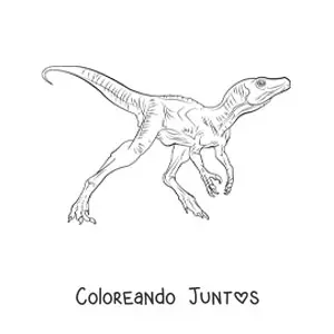 Imagen para colorear de dinosaurio carnívoro pequeño