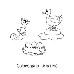 Imagen para colorear de ciclo de vida de las aves kawaii