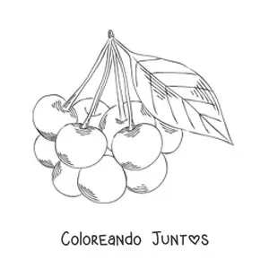 Imagen para colorear de un racimo de cerezas