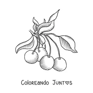 Imagen para colorear de una rama de cerezo con varias cerezas