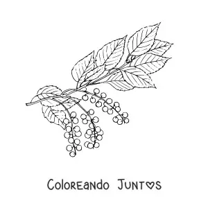 Imagen para colorear de una rama de cerezo con hojas y pequeñas cerezas