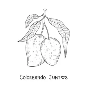 Imagen para colorear de una rama de un árbol de mango con dos mangos guindando