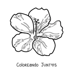 Imagen para colorear de flor hawaiana grande